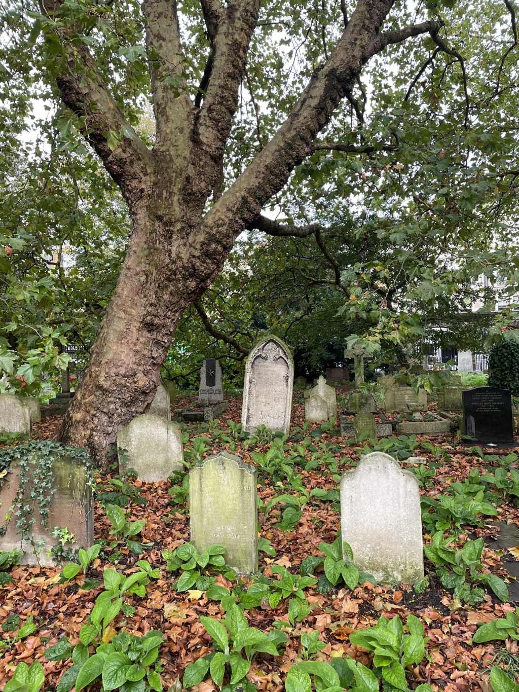 The Dead & the Drowned